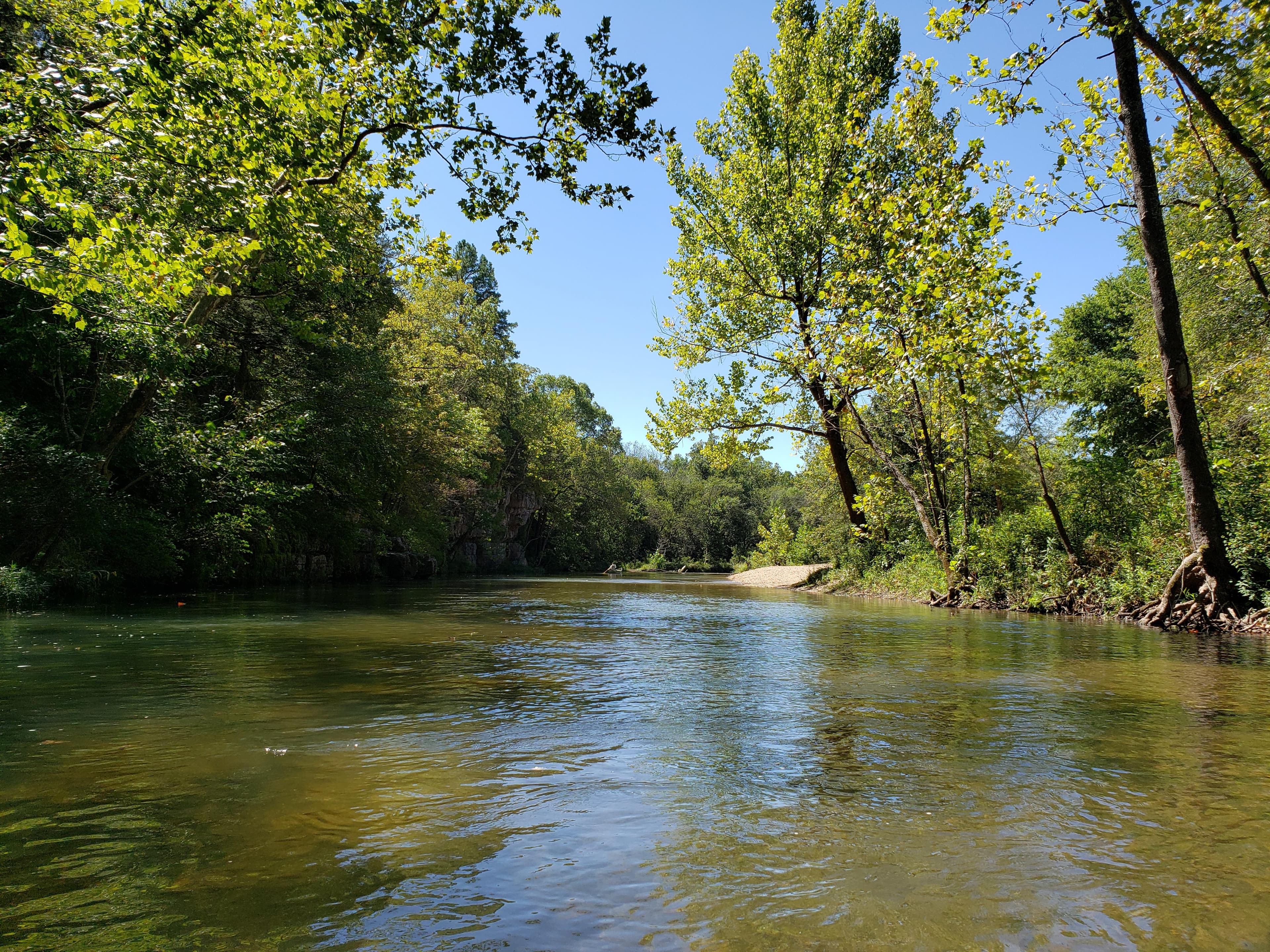 A beautiful river is surrounded by sycamores and other trees.